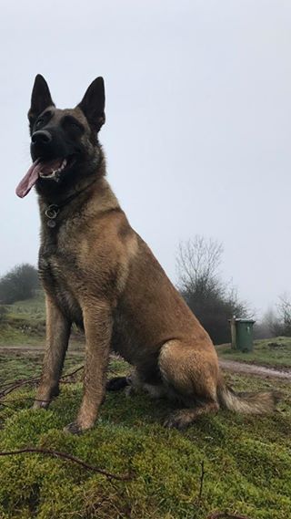 16681680_1217636738286153_5012122561559103457_n