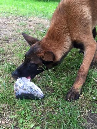 13524464_1012641278785701_6988026303894619005_n