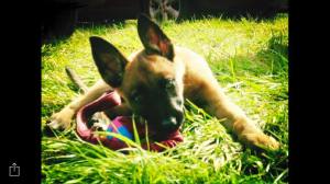 12961574_972451429471353_6800578872530491629_n