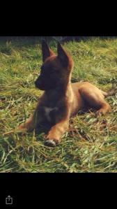 13007184_972451449471351_1066171131399683036_n