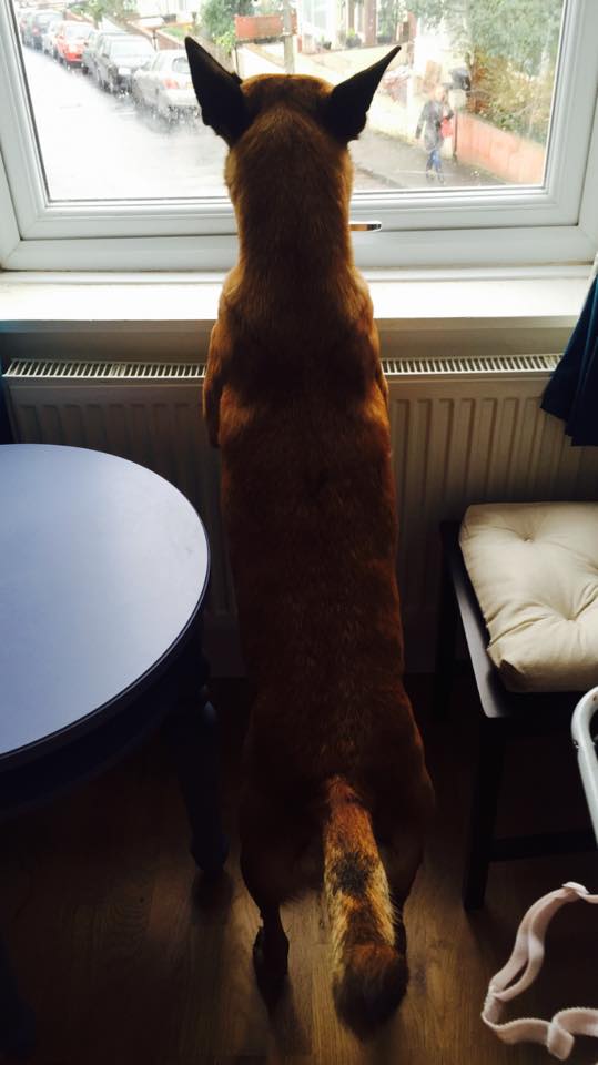 10426682_923873350995828_5968973205406209809_n