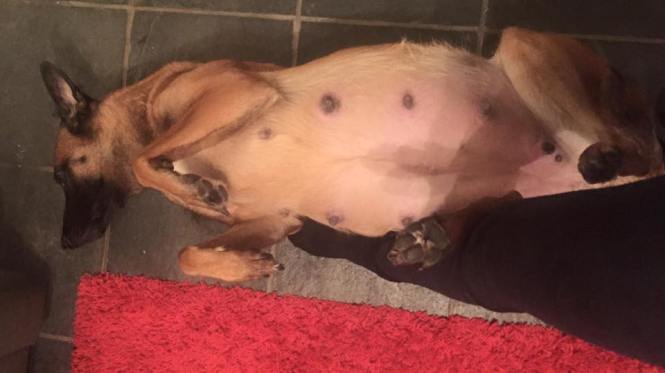 12643001_935922886457541_2649972157439486299_n