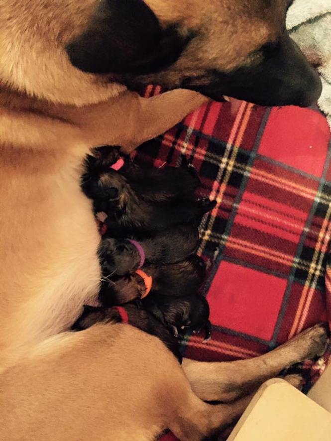 12717733_937675139615649_1422573048884628247_n