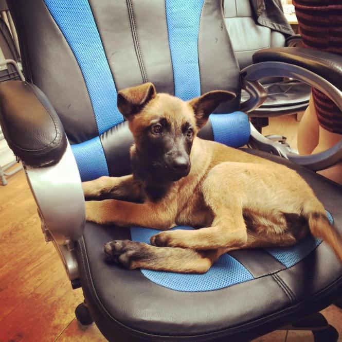 13000123_978712738845222_5728575650146702501_n