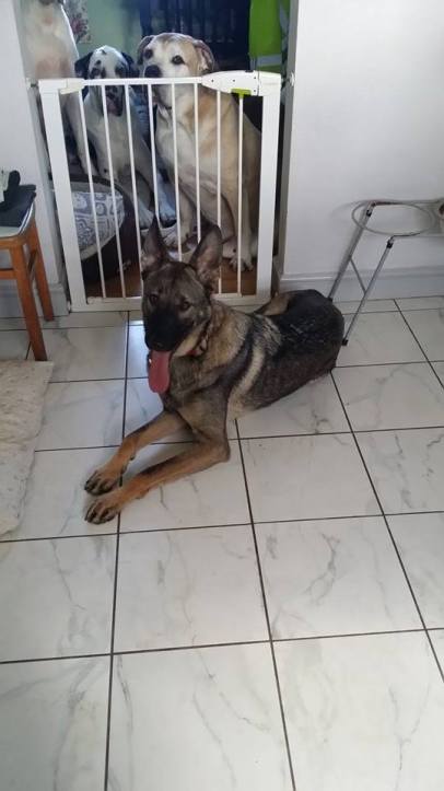 10951833_1593753307528735_1707238969_n