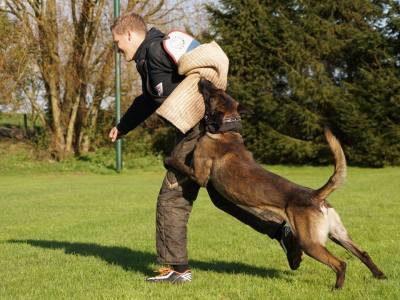 1471301_731635296929377_8990349513046949416_n