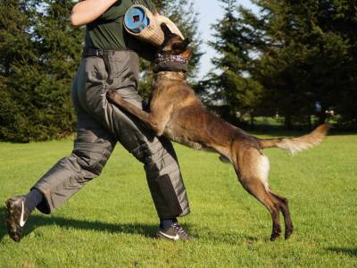 1488640_731635433596030_2588453073322360478_n