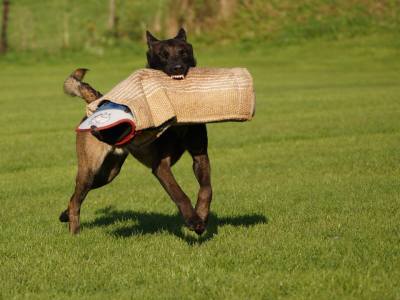 1798485_731635366929370_4841193567763020755_n