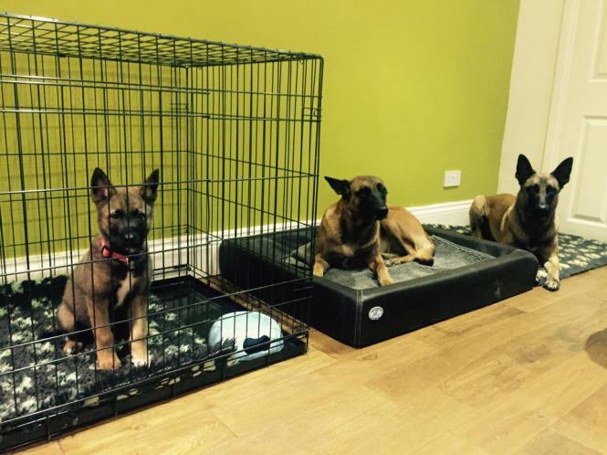 12274221_901969723186191_7026191430635163985_n