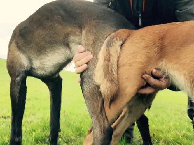 12342771_911125798937250_5555371202601780361_n