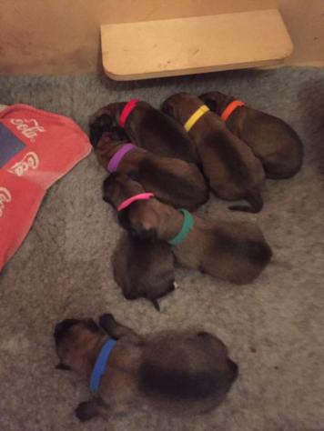 15622556_1166211616761999_811855280662268244_n