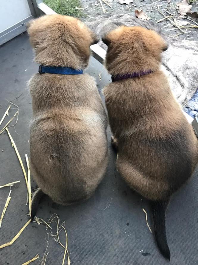 16143117_1191379367578557_5003375533917759002_n