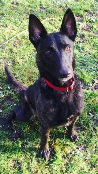 12650994_934227529960410_2683171564549231349_n