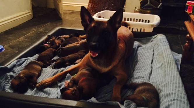 12801639_945554635494366_2905508821491486570_n