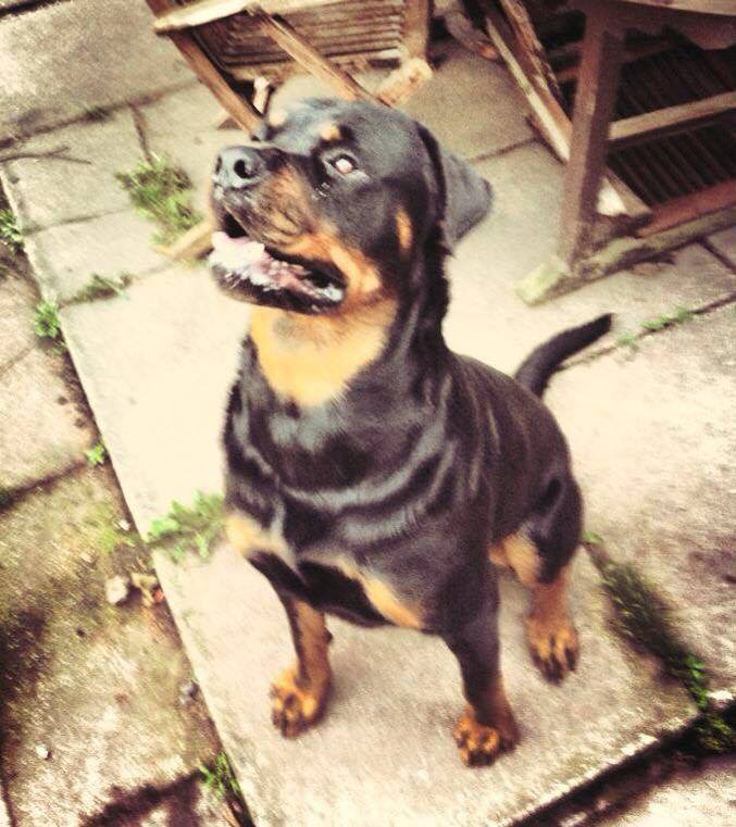 12736219_10209031634855133_2049443818_n