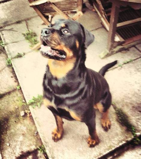 12736219_10209031634855133_2049443818_n