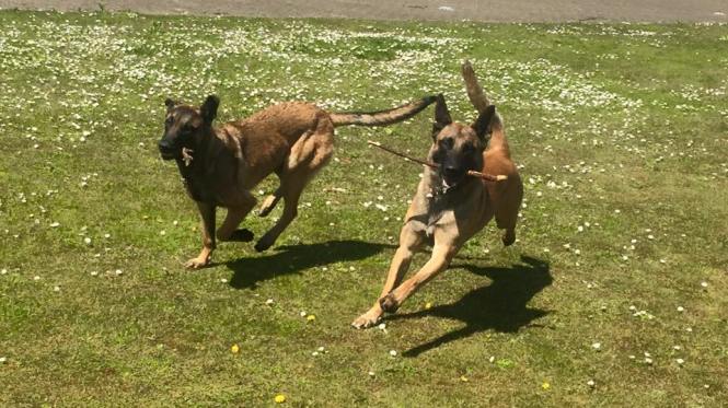 13083192_983353025047860_7595331431066021723_n