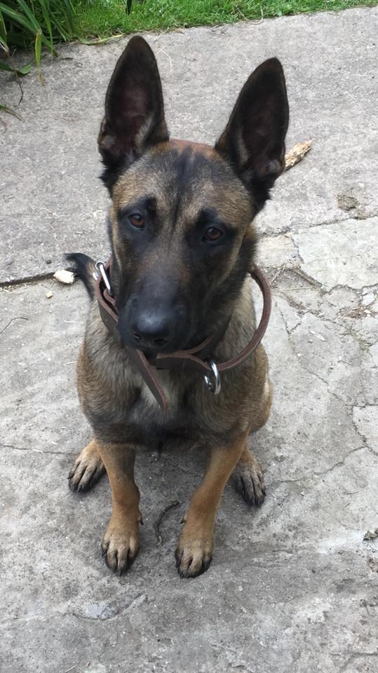 13533028_1011410115575484_6479938866595788601_n