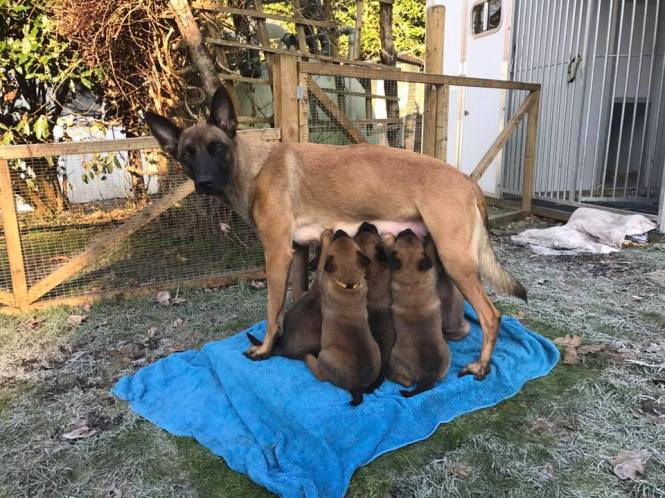 16003232_1189244601125367_4097683446869726617_n