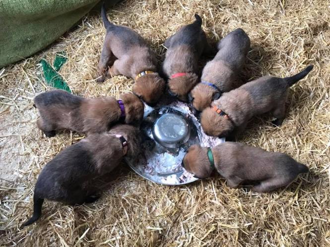 16114393_1183268271723000_3160828508558825953_n