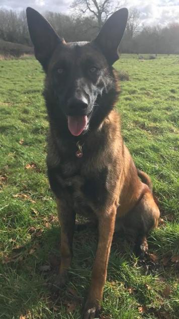 16806672_1219147798135047_3807234844320991016_n