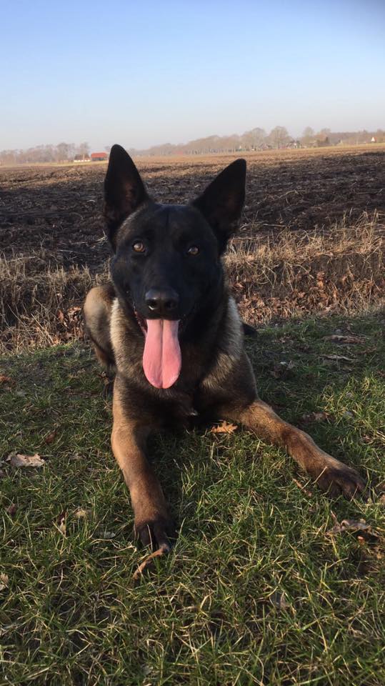 16730606_1212708918778935_5583449233527486951_n