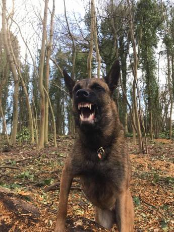 17203170_1235385769844583_8289572084177866471_n