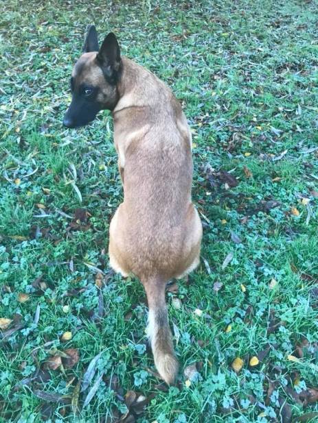 23559809_1465728046810353_2912435462540989302_n