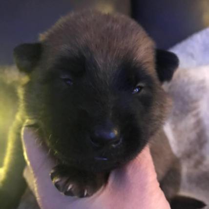 25443056_1496788360370988_1568265149384114667_n