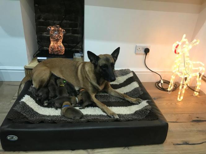 25446350_1493357304047427_2815346817857905364_n