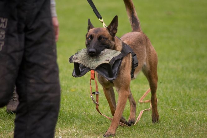 18489535_1299246576791835_7867285541548932179_o