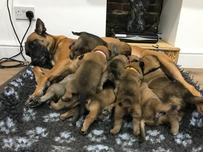 26055845_1506012489448575_2374879866914849829_n