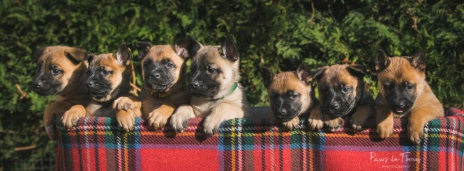 Avonwolf Malinois 160118-43