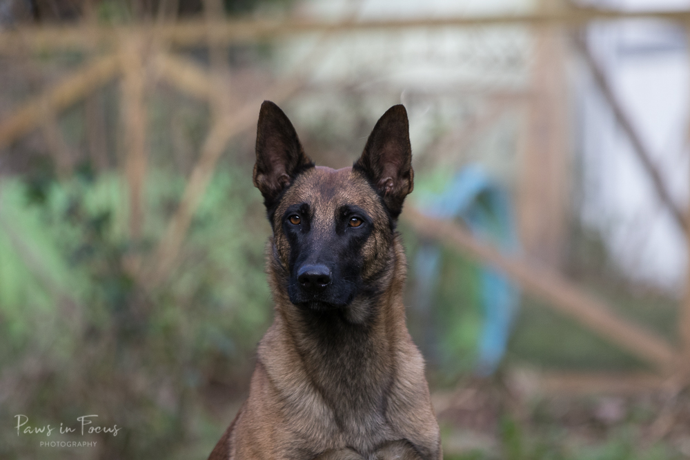 Avonwolf Malinois 160118-54