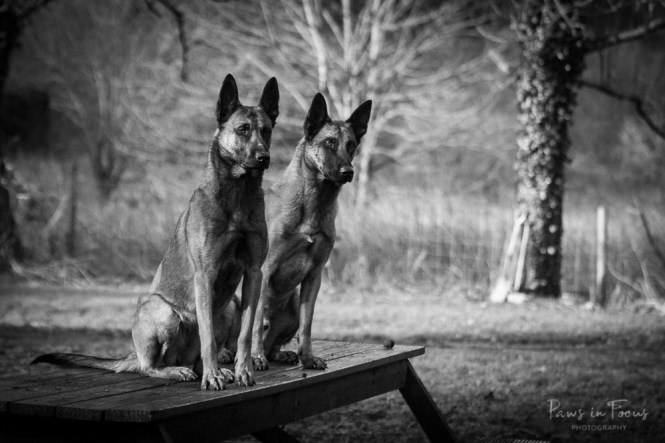 Avonwolf Malinois 160118-61