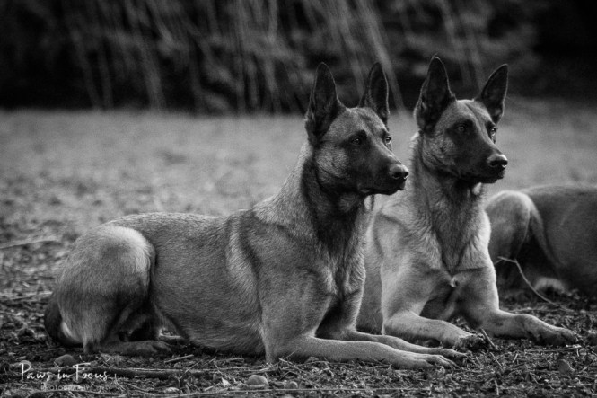 Avonwolf Malinois 160118-63