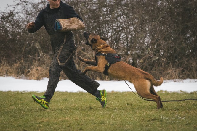 Avonwolf Bite Workshop 4_3_18-17