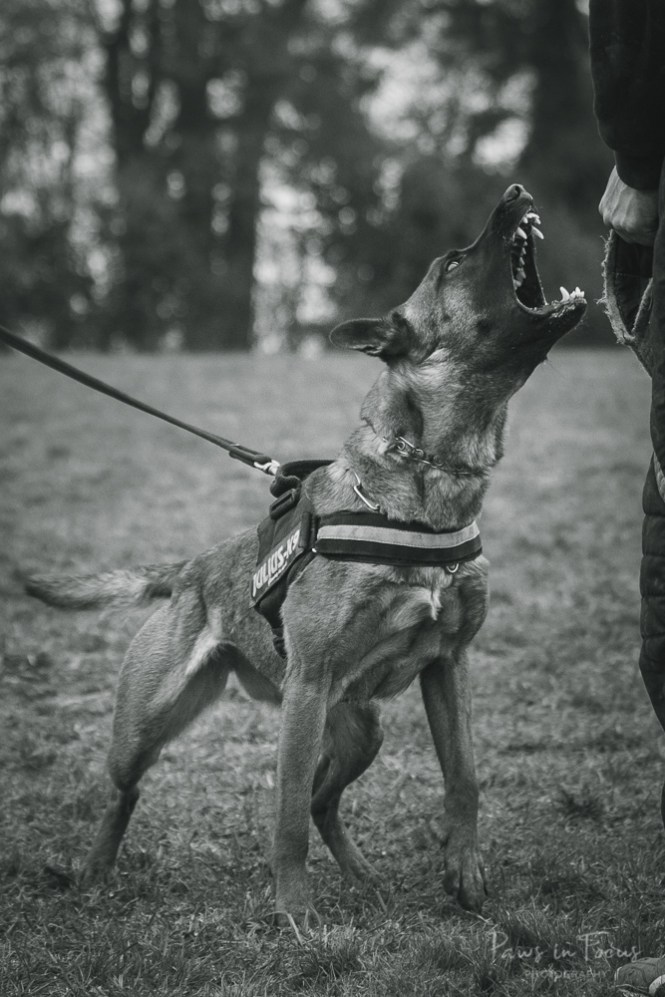 Avonwolf Bite Workshop 4_3_18-2