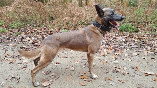 31357698_1621072037942619_1392043709477823599_n