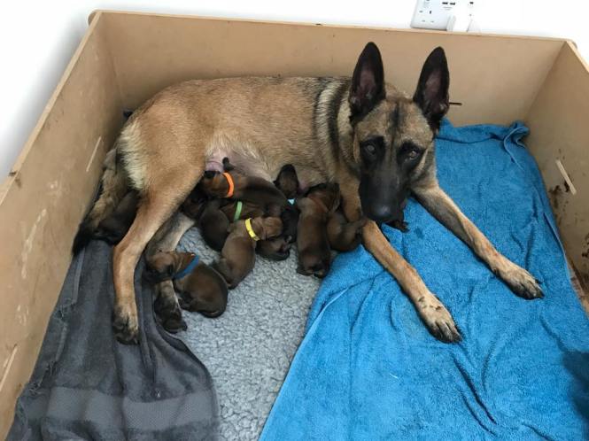 40079649_1780153642034457_2726502023263420416_n