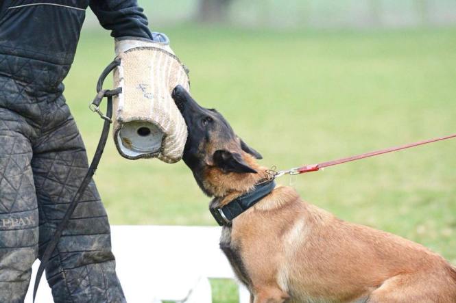 29432961_1589107217805768_8367276497888336467_n