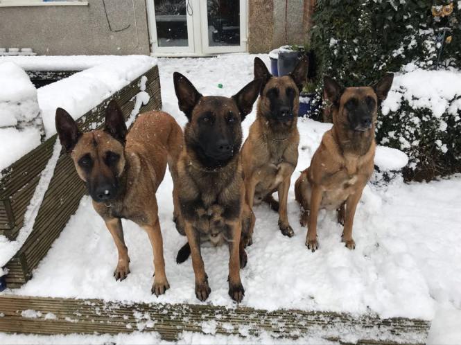 51516004_1984713481578471_5490651668259274752_n