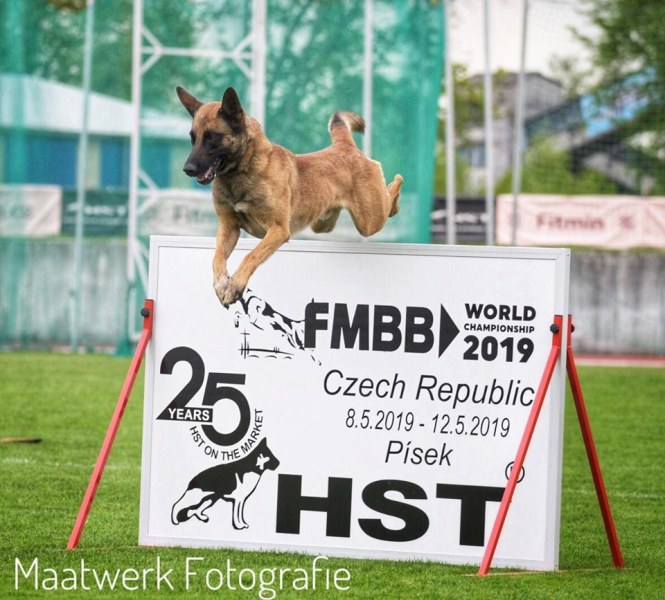 59660174_2118583528191465_2051740060943908864_n