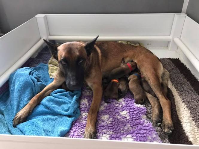 60645204_2135707256479092_1930010968264278016_n