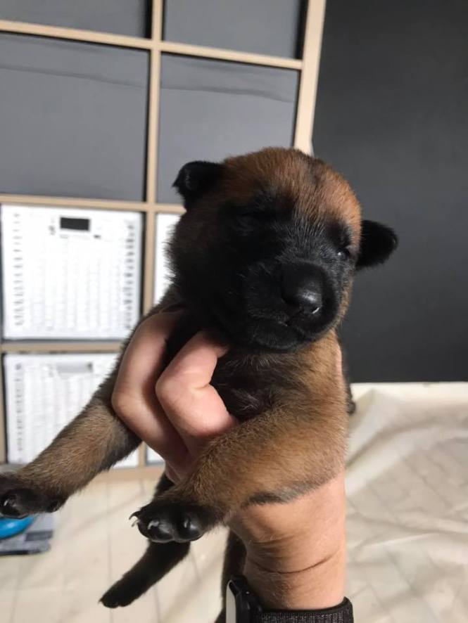 61480704_2158225717560579_5759932524146982912_n