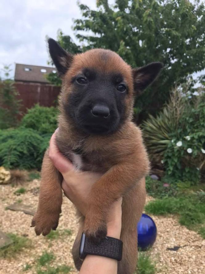 64775339_2190204274362723_8212081386685726720_n