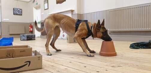 61847573_2167670396616111_682007314449825792_n