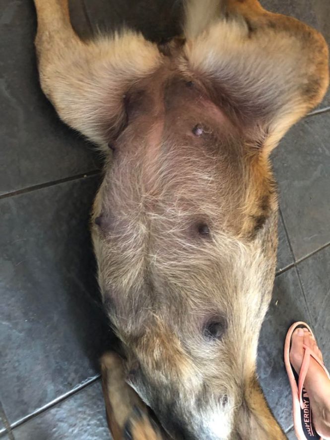 100719376_257148988734388_7915143101780328448_n