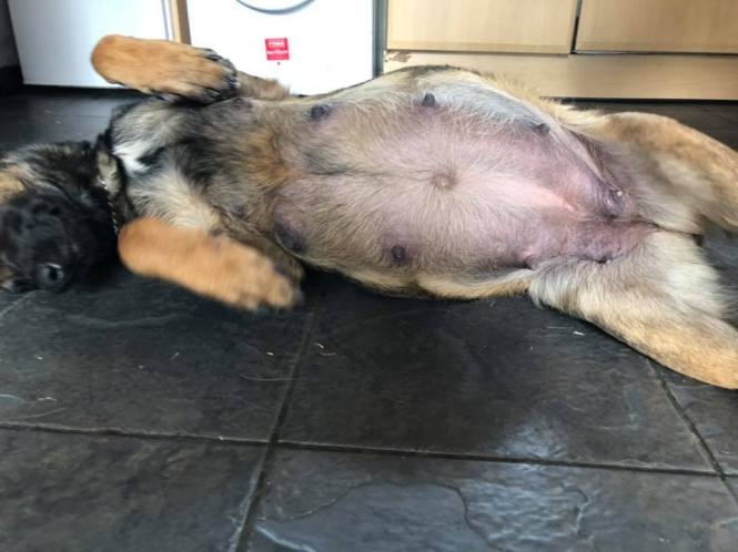 100753879_2939696832746793_5096587353699385344_n