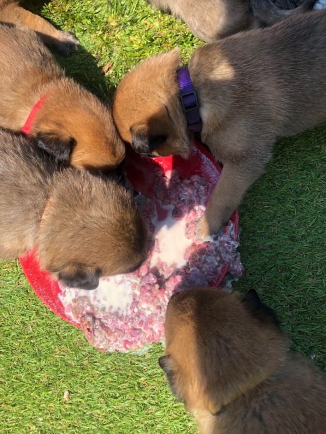 96667610_2634469466874381_3411586359658283008_n